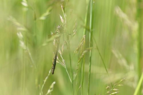 Oxygastra curtisii